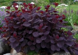 Cotinus coggygria Royal Purple / Bíbor cserszömörce